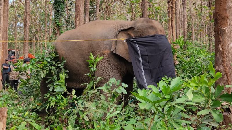 dhoni elephant want a mahout
