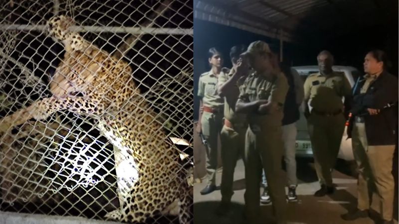 expert team will come from wayanad to give sedation shot to leopard
