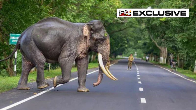 105 people killed in wild elephant attacks last four years kerala