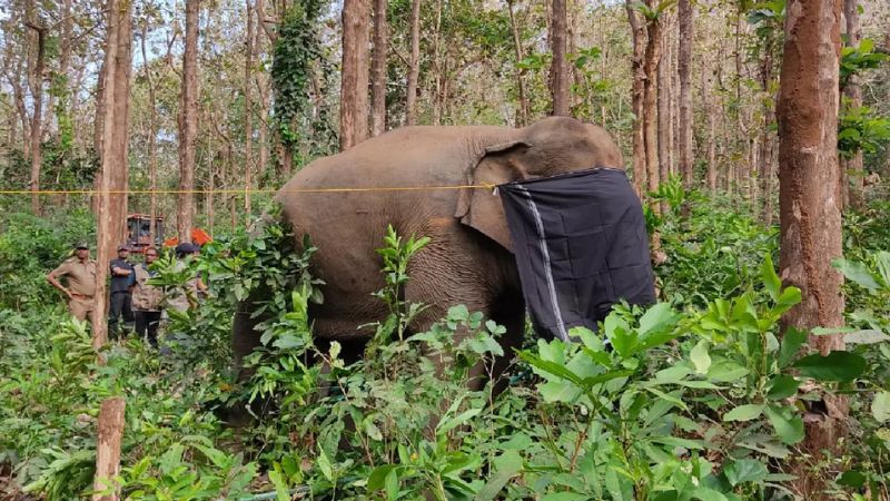 Pellet marks found on Dhoni' elephant's body