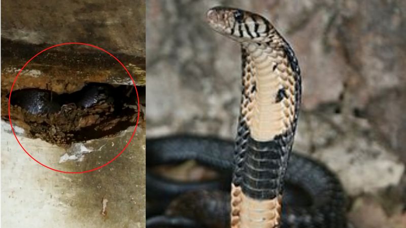 cobra snake found from anganwadi buliding