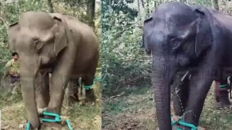 action to tranquilize wild elephant bathery wayanad