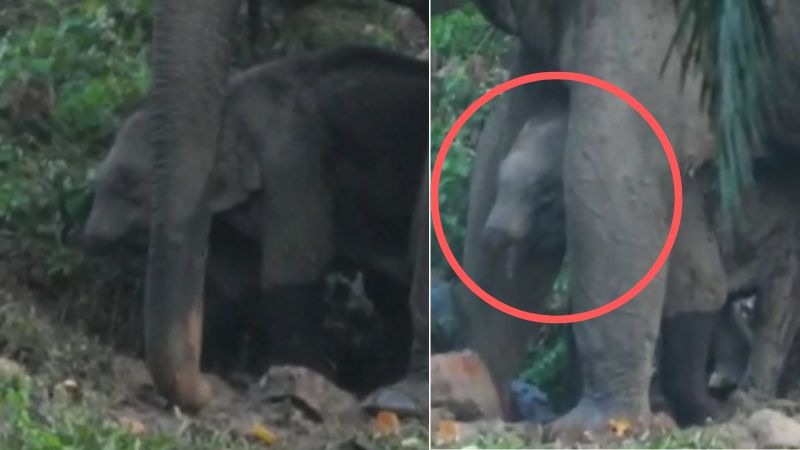 baby elephant lost its trunk athirappilly
