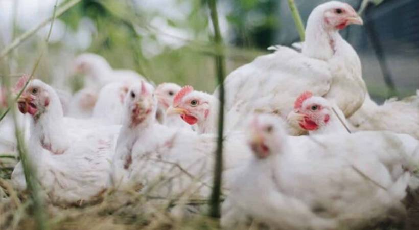 chicken price drops