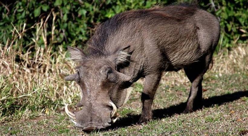 Wild boar attack in perambra kozhikode