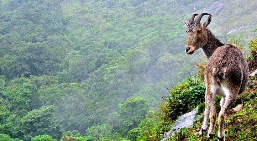 eravikulam national park may be closed soon