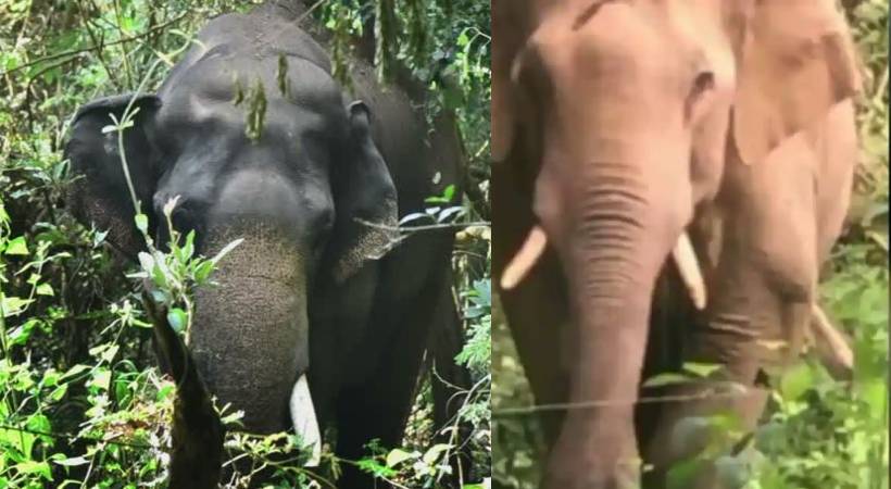 Wildlife nuisance Meeting today AK Saseendran