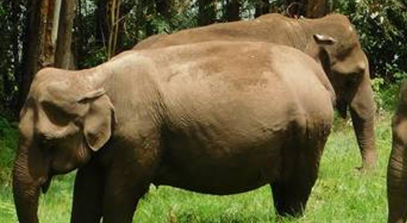 elephent in Wayanad Sultan Bathery kumki elephent