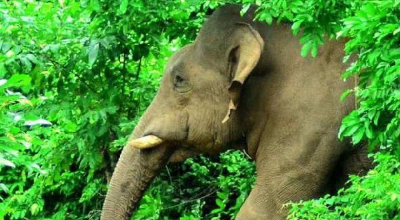 Wayanad Sultan Bathery schools holiday