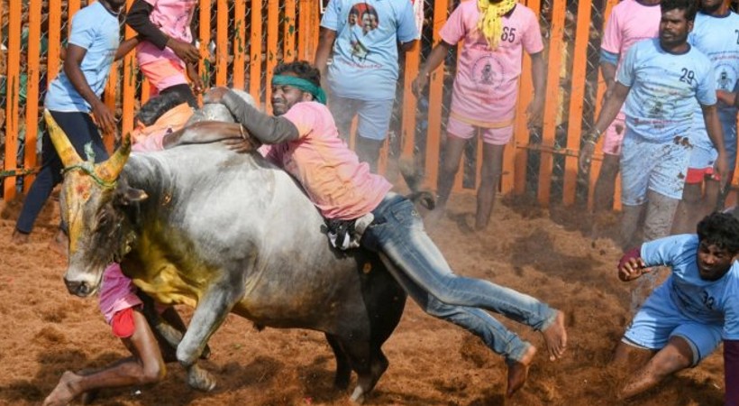 Jallikattu