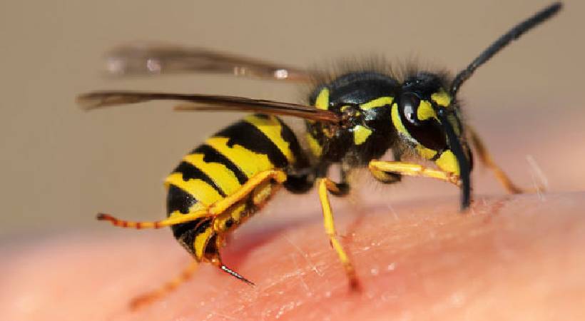 kasargod old man died of wasp sting
