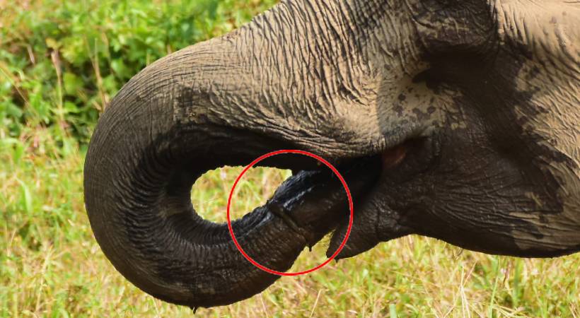knot in elephant trunk