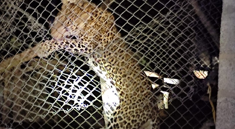 Tiger trapped in chicken coop