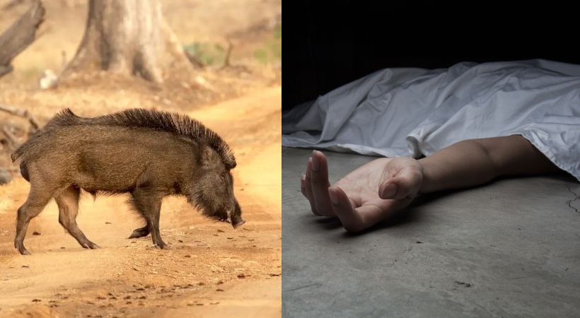 Chhattisgarh-woman-fights-wild-boar-for-30-minutes-to-save-daughter-dies