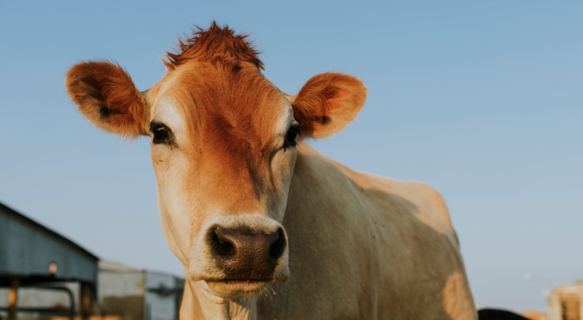 Cow hug day withdrawn by center