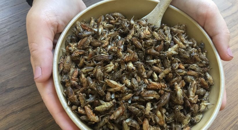 Insects