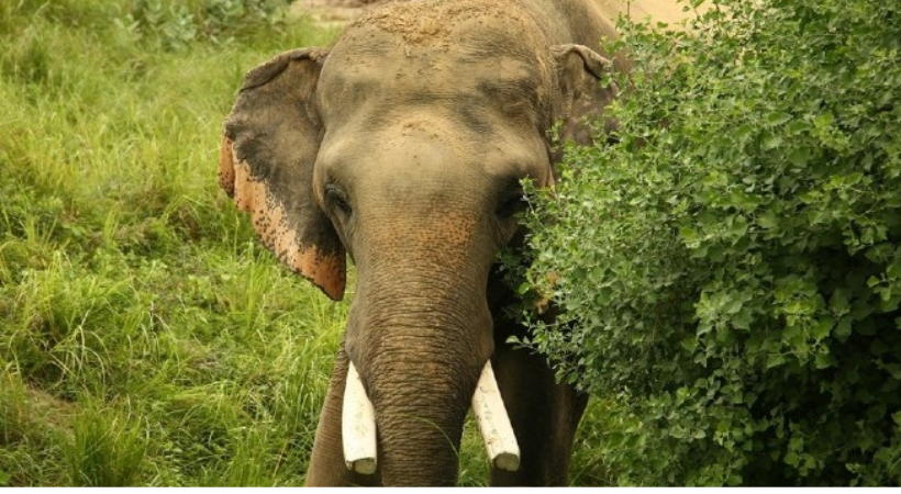 elephant attack in Thrissur