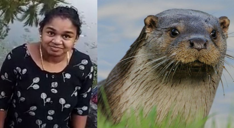 Otter attack in alappuzha edathua