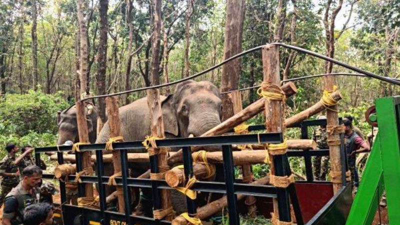 Dhoni elephant new life