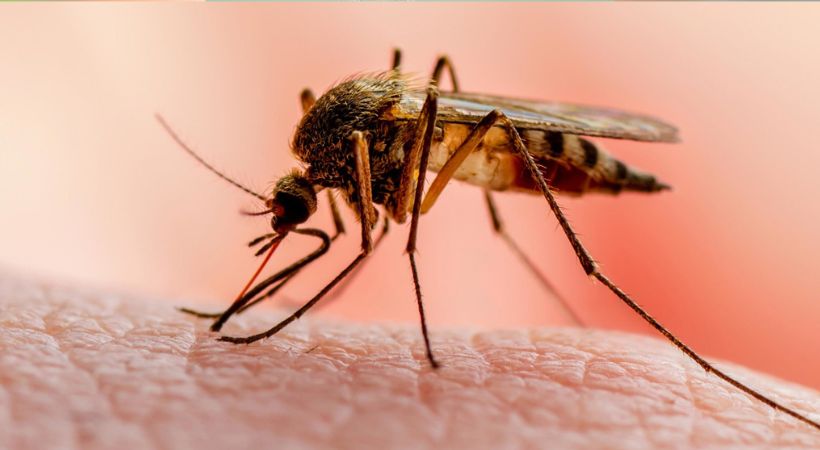 malaria carrying mosquitoes expanding their territory