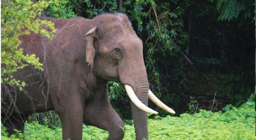 Elephant