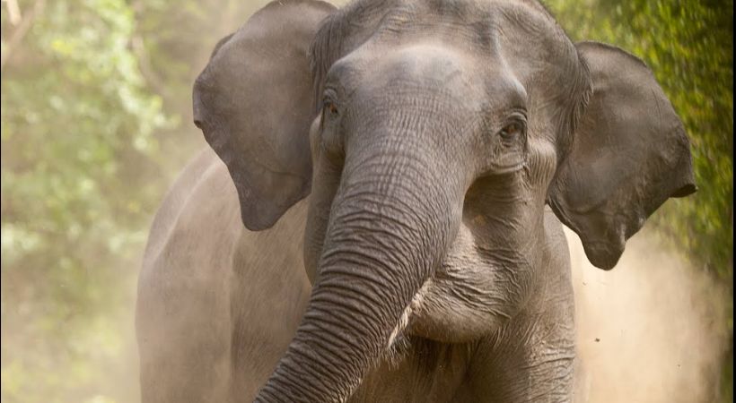 elderly man killed by elephant Palakkad