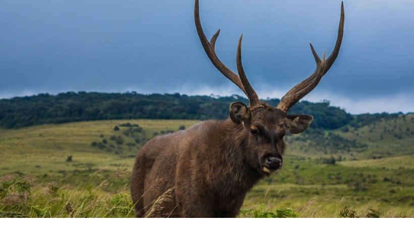 attacking Sambar deer Three people arrested