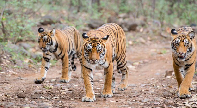 Tourism should be banned in wildlife sanctuaries; Supreme Court