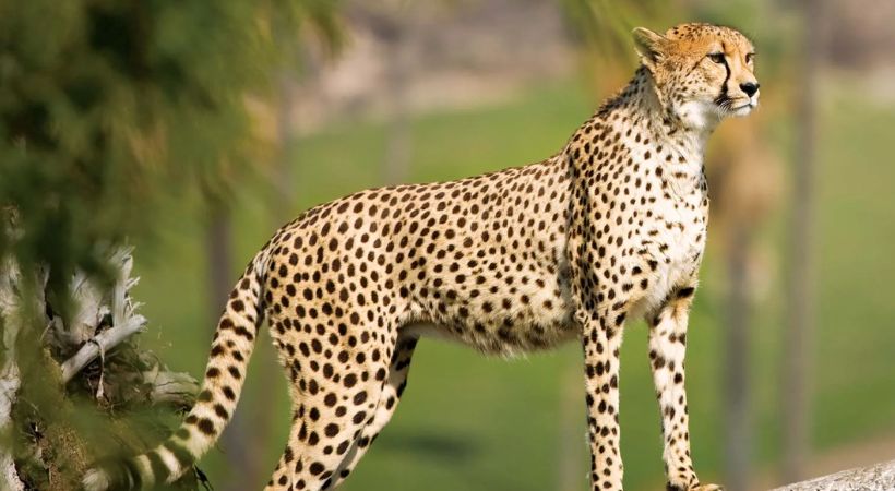 12 Cheetahs will arrive in India on February 18