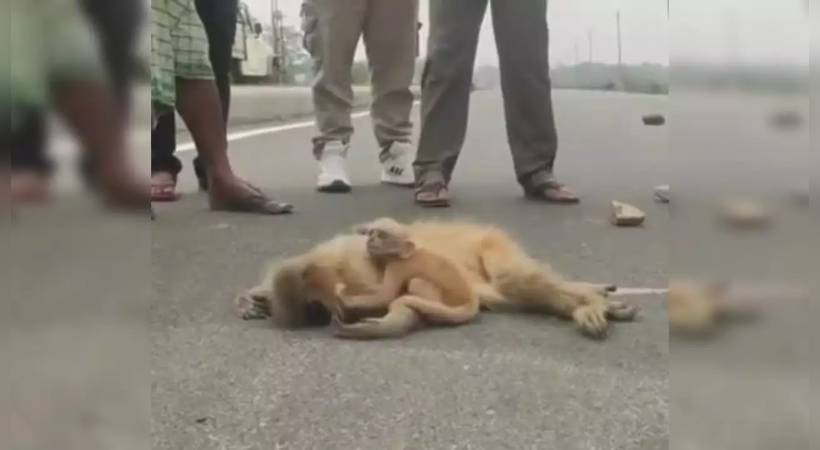 Baby Langur Weeps