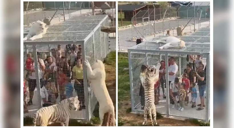 Humans Are Imprisoned In Cages While Animals Roam Free