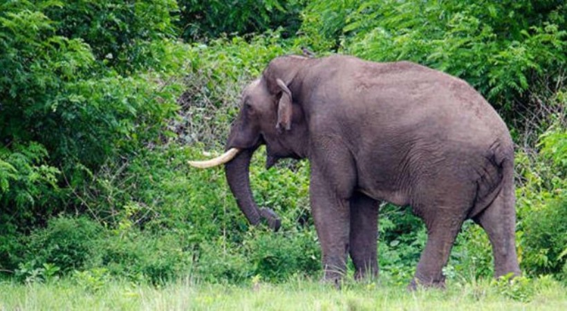 idukki forest department employees meeting amid wild elephant attack