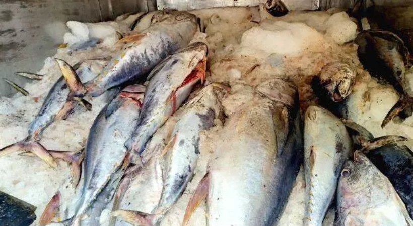 253 kg of fish was caught today in Operation Matsya