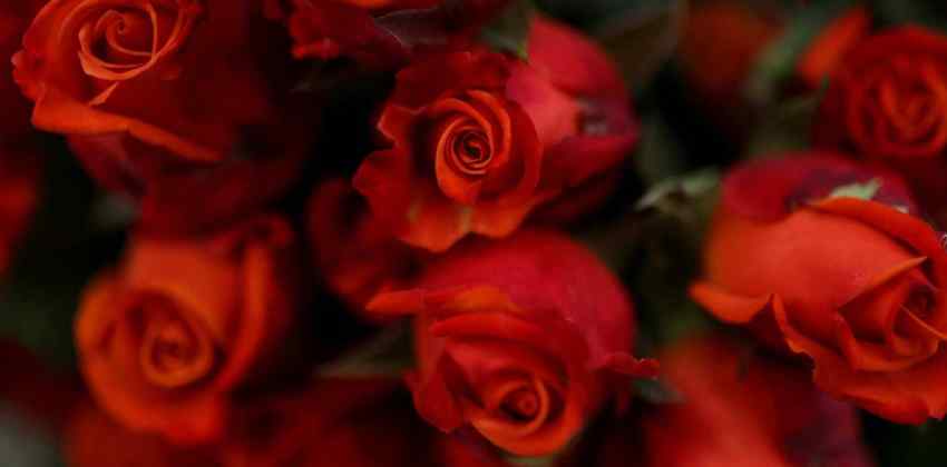rose nepal valentines day