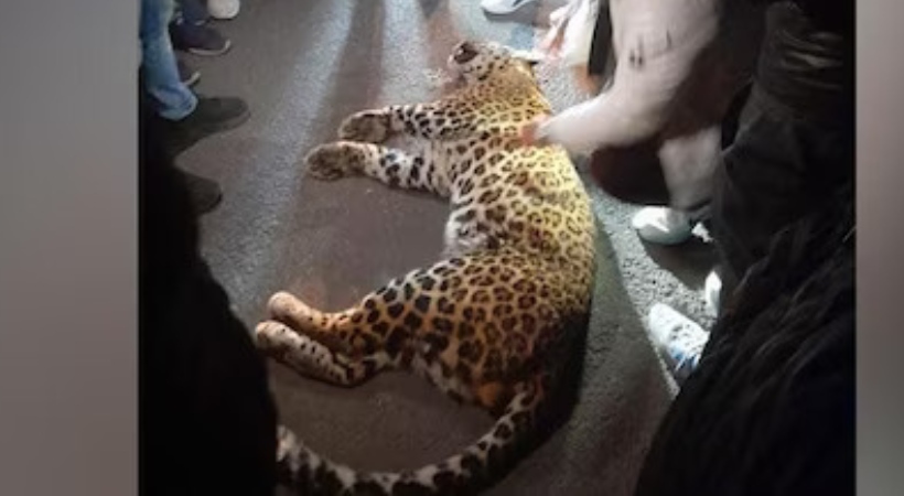 sedating the leopard