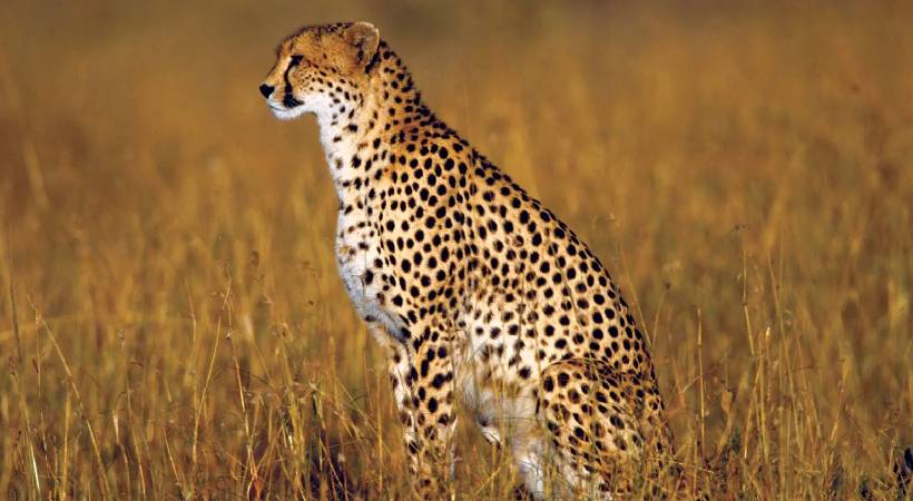 12 cheetahs to be brought to India