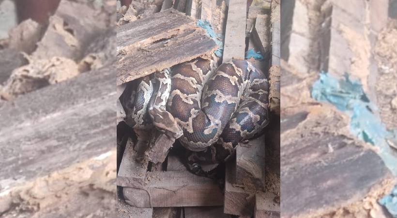 huge python caught in aluva