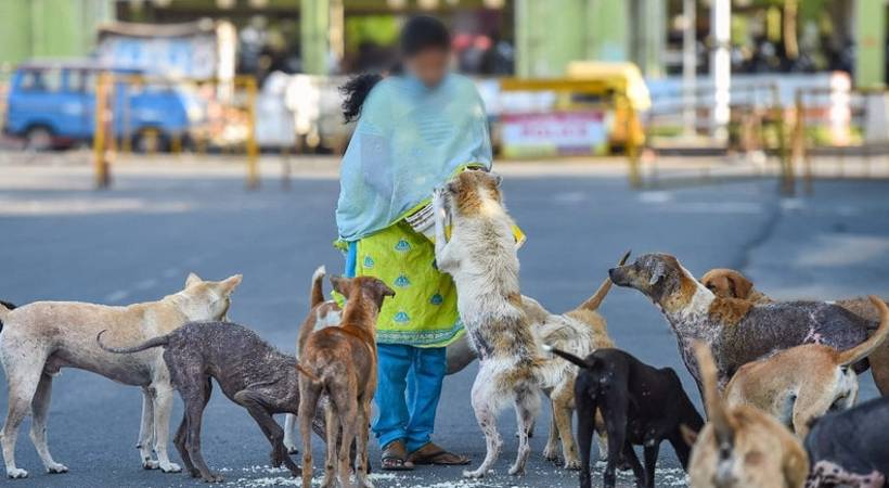 stray dogs wont attack when fed says bombay highcourt