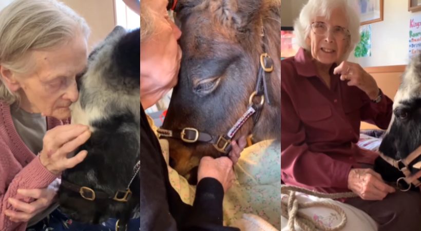 Ponies therapeutic presence for old age people