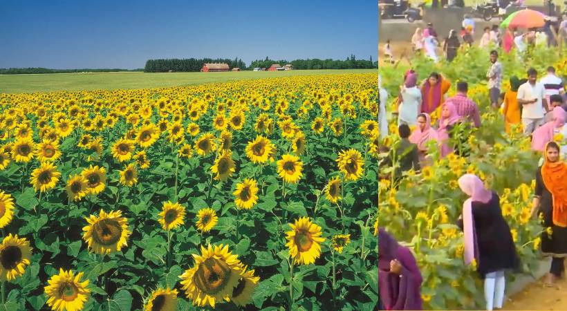 malappuram vengara sunflower field