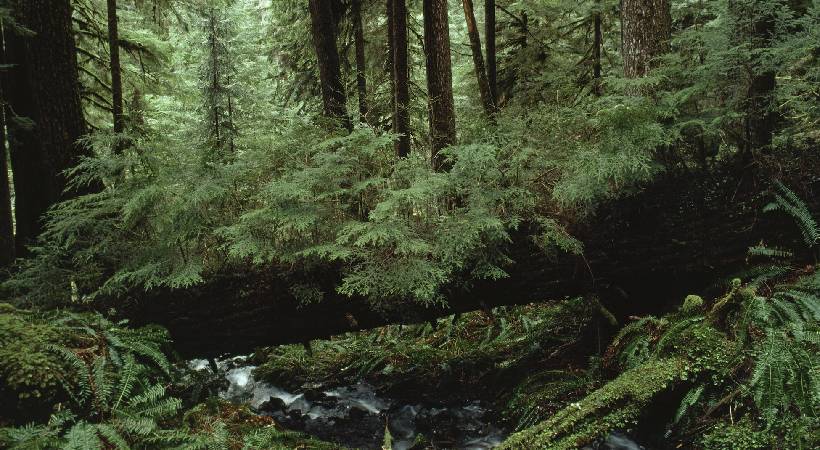 world forest day