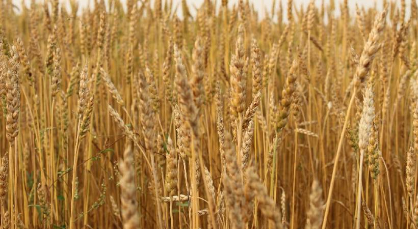 sharjah wheat field