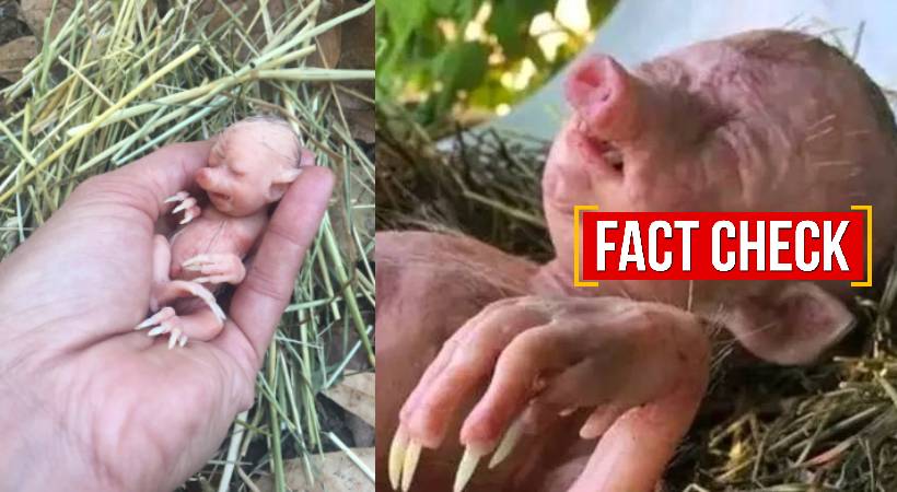 half human half pig fact check
