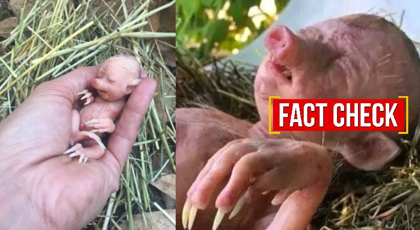 half human half pig fact check
