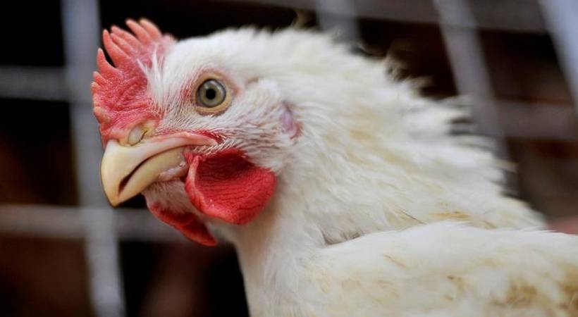 is chicken bird or animal asks Gujarat Highcourt