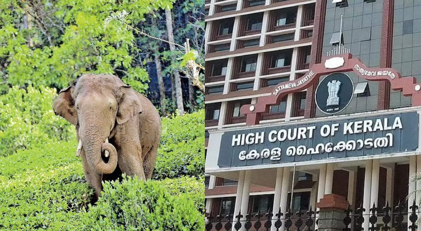 High Court to appoint expert committee on Arikomban issue