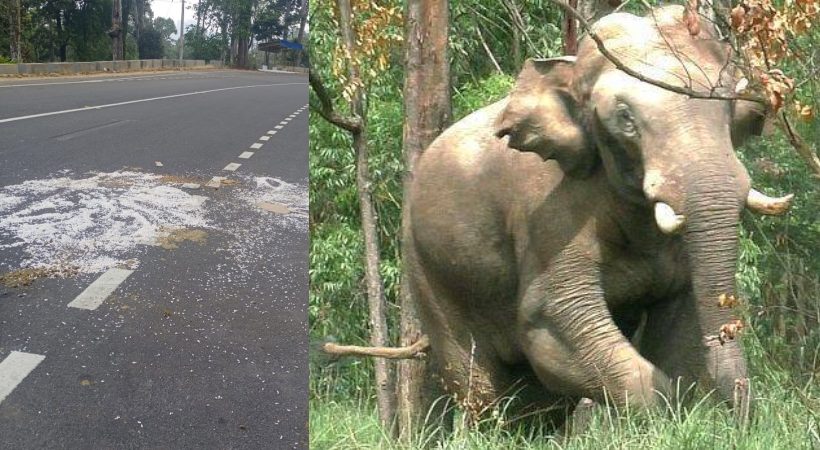 Arikomban's attack in Idukki