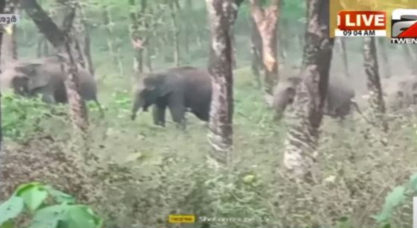 Thrissur Palappilli elephant issue