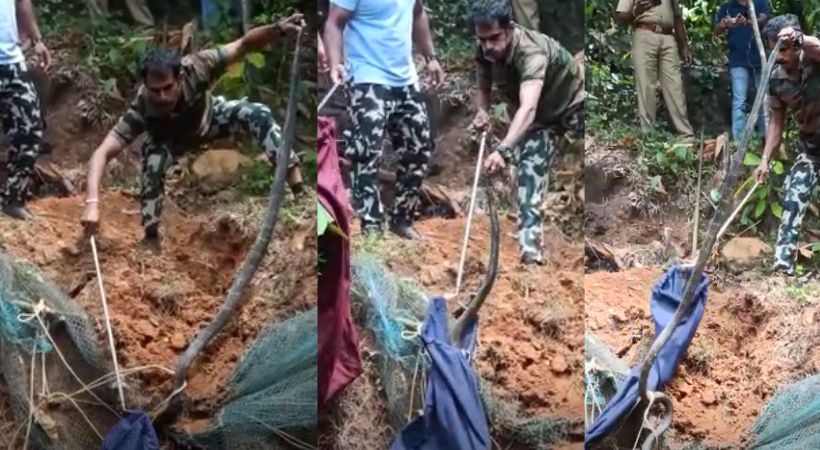 King Cobra Caught
