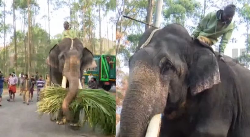 wild elephant